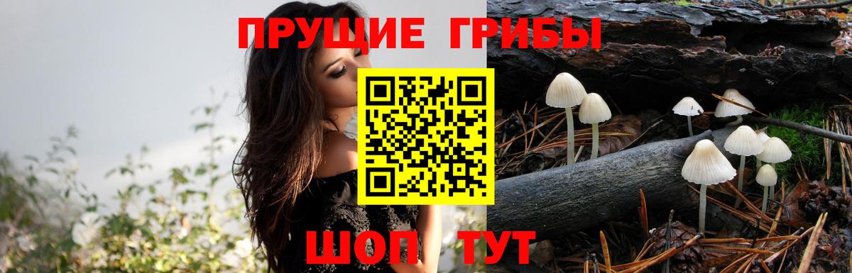Галлюциногенные грибы Cubensis Лосино-Петровский